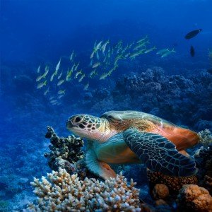 Meeresschildkröten navigieren mit Magnetfeldern