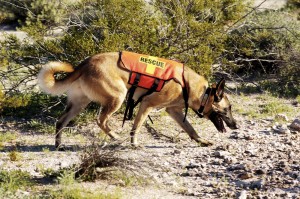 Rettungshund im Flächensuch-Einsatz